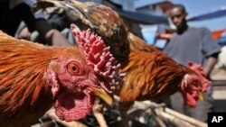 Pedagang ayam di pasar Chola, Addis Ababa. (Foto: dok). Para peternak di Ethiopia terpaksa memusnahkan ratusan ribu anak ayam, akibat merosotnya permintaan unggas, dampak pandemi Covid-19. 