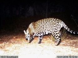 FILE - This image from video provided by Fort Huachuca in southeast Arizona shows a wild jaguar in southern Arizona, Dec. 1, 2016.