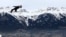 Ryoyu Kobayashi of Japan soars through the air during the trial round of the third stage of the 68th four hills ski jumping tournament in Innsbruck, Austria.