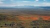 Tourists Drawn to California Desert 'Super Bloom'