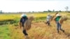 ຊາວ​ນາ ເກັບ​ກ່ຽວ​ເຂົ້າ​ນາ​ແຊງ.