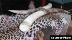 Ivory and leopard skin on display for sale in Mong La, Burma. Credit: Chris Shepherd