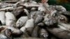Việt Nam bác tin ‘cá chết vì bị đầu độc’ ở Lý Sơn
