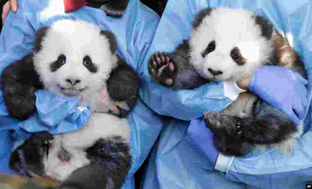 Zookeeper hold &#39;Meng Yuan&#39; and &#39;Meng Xiang&#39; during a name-giving event for the young panda twins at the Berlin Zoo in Berlin, Germany.
