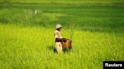 FILE PHOTO: Myanmar plans to curb rice exports to control domestic prices