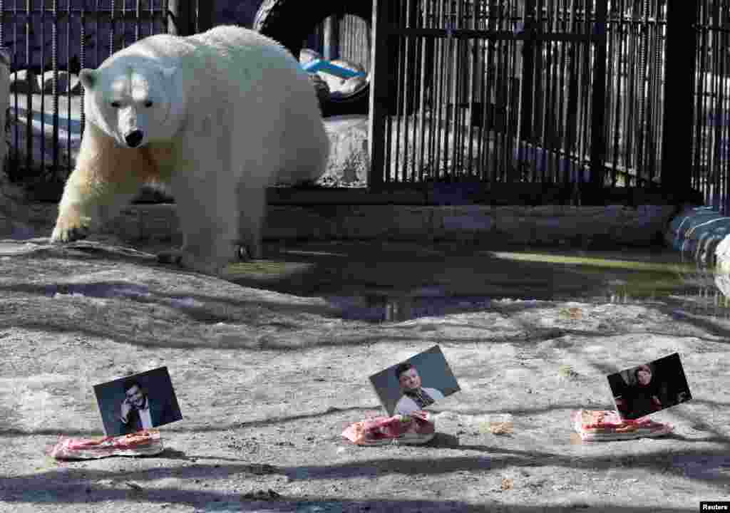 Aurora, a female polar bear, approaches photographs of candidates (R-L) Yulia Tymoshenko, Petro Poroshenko and Volodymyr Zelenskiy, attached to slabs of lard or pig fat, while attempting to predict the winner of the Ukrainian presidential election during an event at Royev Ruchey Zoo in Krasnoyarsk, Russia.
