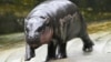 FILE -Two-month-old baby hippo Moo Deng walks at the Khao Kheow Open Zoo in Chonburi province, Thailand, Sept. 19, 2024.