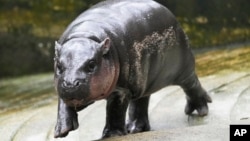 FILE -Two-month-old baby hippo Moo Deng walks at the Khao Kheow Open Zoo in Chonburi province, Thailand, Sept. 19, 2024.