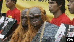 Aktivis Greenpeace yang mengenakan kostum orangutan berdemonstrasi di Kementrian Kehutanan, Jakarta (foto: dok).