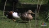 US Bird Count Shows Climate Change Affecting Migration Patterns