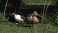 US Bird Count Shows Climate Change Affecting Migration Patterns