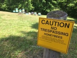 Beekeeping brings extra income to residents of West Virginia. (VOA/Julie Taboh).