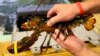 US Lobsters Are a Target of China's Threatened Tariffs
