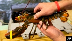 FILE - A lobster is pulled from a crate in Kennebunkport, Maine.