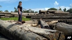 A pile of logs at a logging operation camp along the coast of Papua province, Indonesia (2006 file photo)