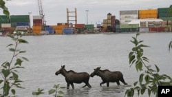 Two moose wade through the high tide at the Port of Anchorage in Anchorage, Alaska, on Monday, July 24, 2017. (AP Photo/Mark Thiessen)