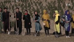 کمپاین نهال‌شانی صلح در هرات