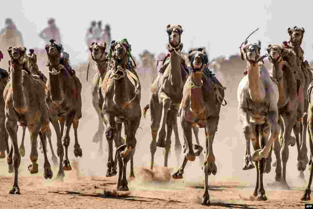 Camels run on a dirt track during a race in Egypt&#39;s South Sinai desert.