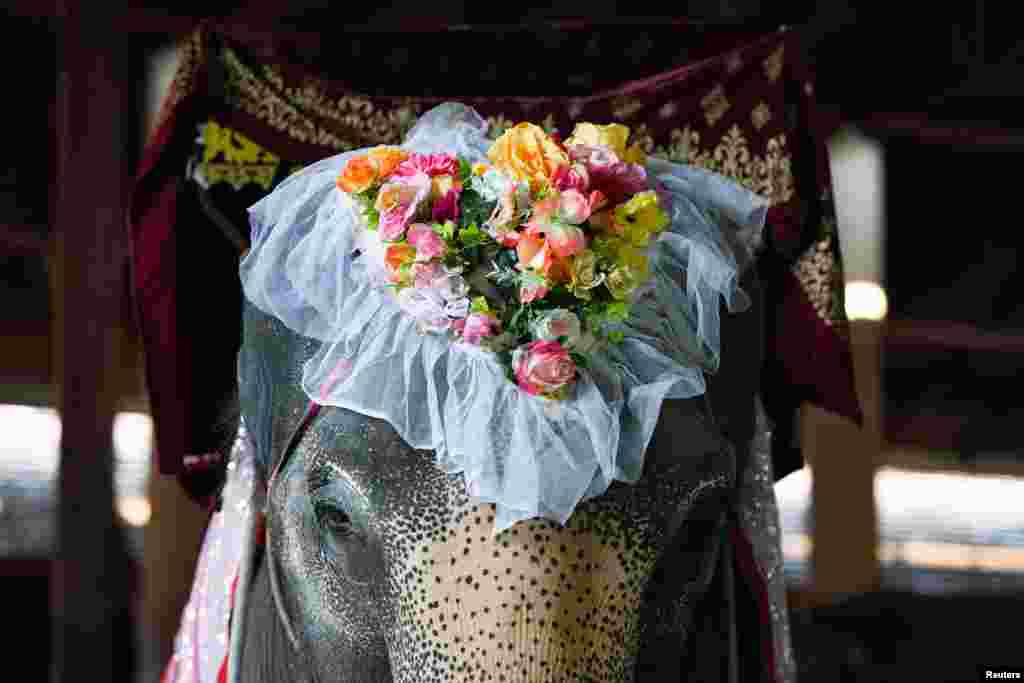 اس موقع پر ہاتھیوں کی بھی پھولوں اور دیگر آرائشی سامان سے سجاوٹ کی گئی تھی۔&nbsp;