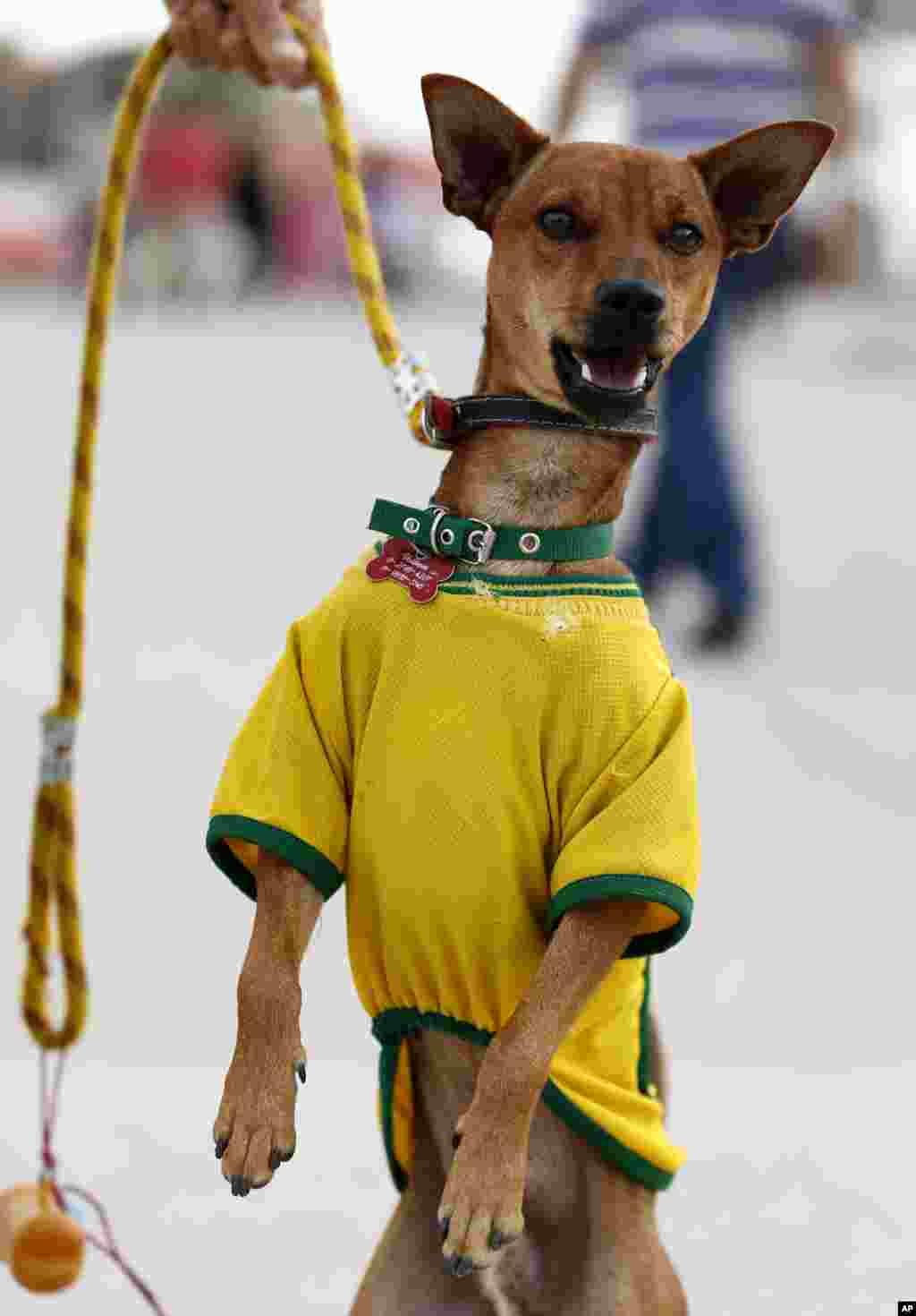 Seekor anjing memakai kaos tim nasional Brazil di luar Arena Corinthians di Sao Paulo, Brazil (7/6). (AP/Julio Cortez)