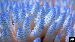 FILE - Coral is seen at the Great Barrier Reef in Australia.