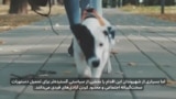 ادامه جنگ جمهوری اسلامی با سبک زندگی مردم؛ این بار تشدید ممنوعیت سگ‌گردانی