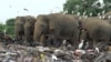 Elephants Dying in Sri Lanka from Eating Plastic Waste