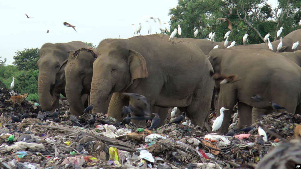 Wild elephants search for food at an open landfill in Pallakkadu village in Ampara district, about 210 kilometers (130 miles) east of the capital Colombo, Sri Lanka, Thursday, Jan. 6, 2022. (AP Photo/Achala Pussalla)