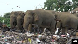 Wild elephants search for food at an open landfill in Pallakkadu village in Ampara district, about 210 kilometers (130 miles) east of the capital Colombo, Sri Lanka, Thursday, Jan. 6, 2022. (AP Photo/Achala Pussalla)