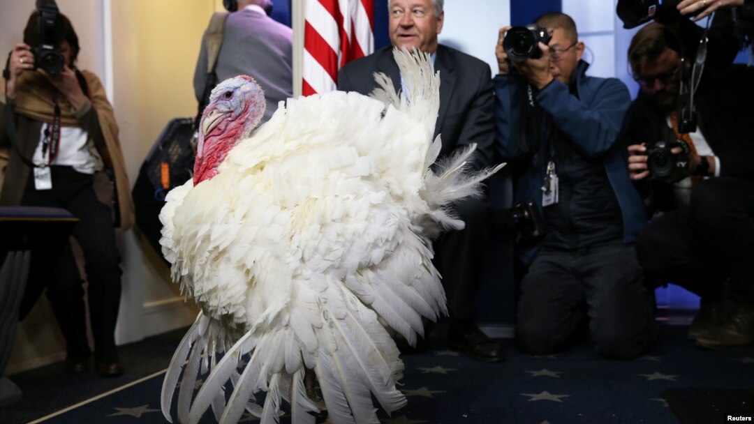 FILE - One of the National Thanksgiving Turkeys is presented to members of the press before U.S. President Donald Trump participates in the 71st national turkey pardoning at the White House in Washington, Nov. 20, 2018.