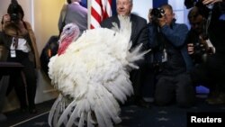 FILE - One of the National Thanksgiving Turkeys is presented to members of the press before U.S. President Donald Trump participates in the 71st national turkey pardoning at the White House in Washington, Nov. 20, 2018.