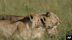 FILE - A group of lionesses walk the plain in the Masai Mara game reserve in Kenya.