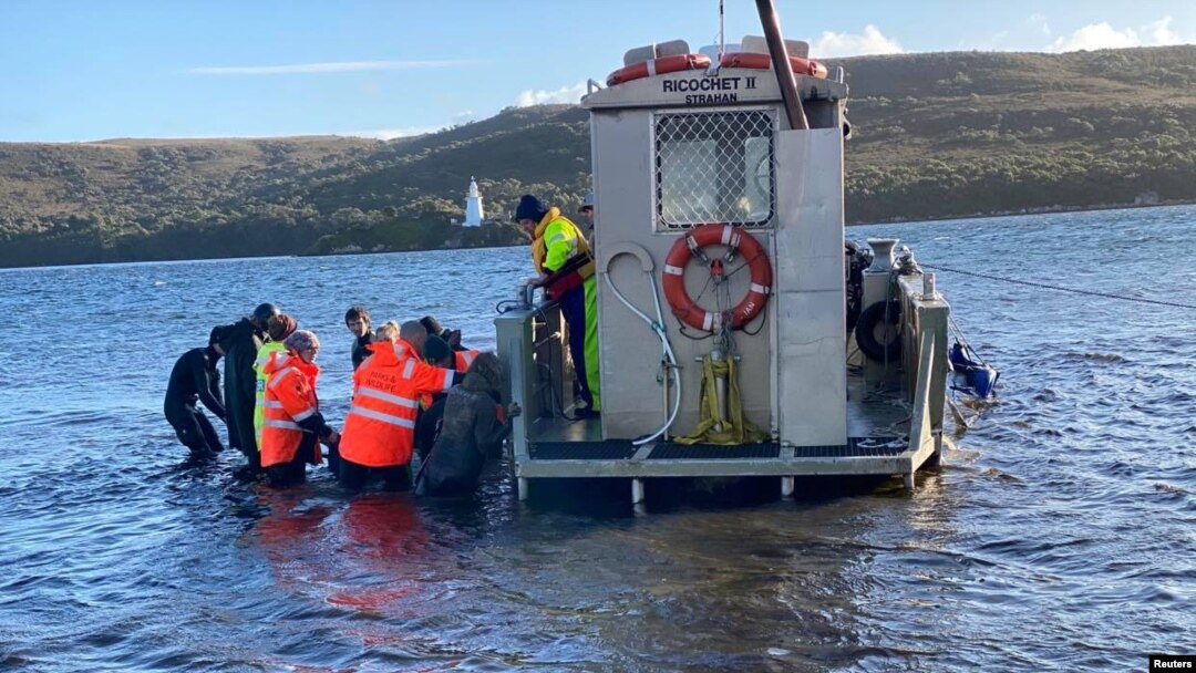 Para relawan mencoba menyelamatkan paus di Pelabuhan Macquarie, Tasmania, Australia, Selasa, 22 September 2020. (Foto: Reuters)