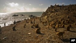 Monkeys move about on Cayo Santiago, known as Monkey Island, in Puerto Rico, Oct. 4, 2017. 