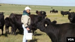 El hermano Placid Gross, ha sido el vaquero a cargo del rodeo de Aberdeen Angus negro, desde que arribó al convento en 1957.