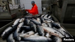 FILE - Workers sort salmon, brought from a fish farm in the Barents Sea, at a processing factory in the Arctic port of Murmansk, Russia, Aug. 3, 2017. 