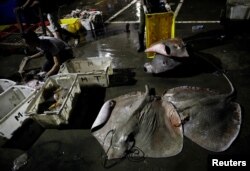 A man sorts stingrays landed by fishermen at a quay in Kota Kinabalu, Malaysia, July 5, 2018.