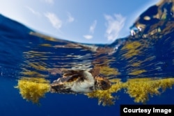 Young loggerhead seeks refuge in Sargassum seaweed off the Florida coast. (Photo by Jim Abernethy)