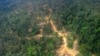 Pemerintah Setujui Proyek Perlindungan Hutan