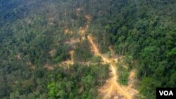 Foto udara hutan di Kalimantan Timur (foto: dok). 