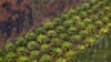 Pakar: Pemutihan Kebun Sawit di Area Hutan Untungkan Korporasi 