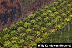 Perkebunan kelapa di samping hutan yang terbakar di dekat Banjarmasin di Kalimantan Selatan, 29 September 2019. (Foto: REUTERS/Willy Kurniawan)