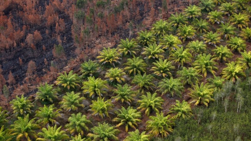 Pakar: Pemutihan Kebun Sawit di Area Hutan Untungkan Korporasi