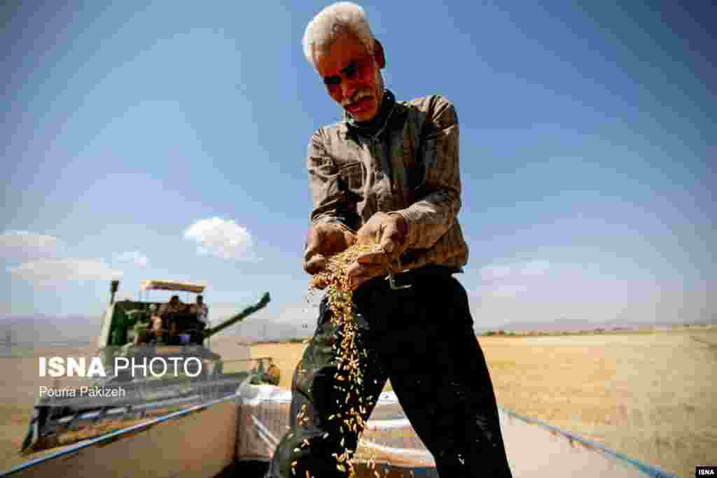 برداشت خوشه‌های طلایی گندم در استان همدان عکس: پوریا پاکیزه