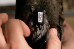 Avian ecologist and Georgetown University Ph.D. student Emily Williams fits an Argos satellite tag to an American robin, like a backpack, Saturday, April 24, 2021, in Silver Spring, MD.