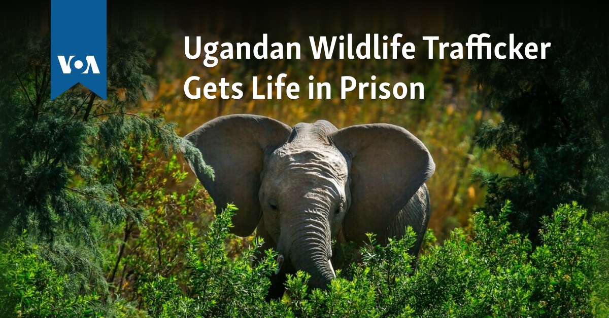 Ugandan Wildlife Trafficker Gets Life in Prison - Vimarsana News