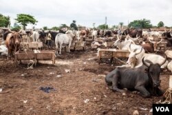 Cattle are pictured at a market in the outskirts of Enugu, Nigeria, May 3, 2016. (C. Stein/VOA)