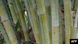 Indonesia mengembangkan potensi hutan bambu sebagai tanaman pelindung bagi ekosistem dan konservasi sumber daya air baku. 