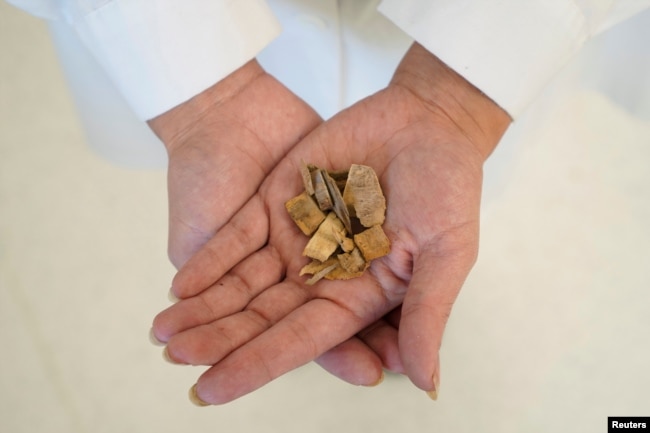 Wood chips from quillay trees, or Soapbark trees (Quillaja saponaria), which are native to Chile and contain a substance that can be used in coronavirus disease (COVID-19) vaccines, are shown in a laboratory operated by U.S.-based Desert King International.