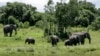 资料照片：肯尼亚奥尔佩杰塔保护区的非洲象。(2020年5月2日)